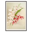 Illustration of hybrid calanthes victoria regina bella and burfordiense from Reichenbachia Orchids by Frederick Sander Poster featuring Hybrid Calanthes Victoria Regina Bella and Burfordiense from Reichenbachia Orchids illustrated by Frederick Sander