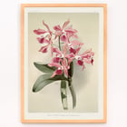 Illustration of Lælio-cattleya elegans var blenheimensis by Frederick Sander from Reichenbachia Orchids Poster of Lælio-cattleya elegans var blenheimensis from Reichenbachia Orchids illustrated by Frederick Sander featuring orchids