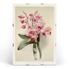 Illustration of Lælio-cattleya elegans var blenheimensis by Frederick Sander from Reichenbachia Orchids Poster of Lælio-cattleya elegans var blenheimensis from Reichenbachia Orchids illustrated by Frederick Sander featuring orchids