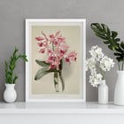 Illustration of Lælio-cattleya elegans var blenheimensis by Frederick Sander from Reichenbachia Orchids Poster of Lælio-cattleya elegans var blenheimensis from Reichenbachia Orchids illustrated by Frederick Sander featuring orchids