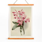 Illustration of Lælio-cattleya elegans var blenheimensis by Frederick Sander from Reichenbachia Orchids Poster of Lælio-cattleya elegans var blenheimensis from Reichenbachia Orchids illustrated by Frederick Sander featuring orchids