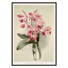 Illustration of Lælio-cattleya elegans var blenheimensis by Frederick Sander from Reichenbachia Orchids Poster of Lælio-cattleya elegans var blenheimensis from Reichenbachia Orchids illustrated by Frederick Sander featuring orchids