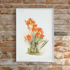 Orange Epidendrum vitellinum orchid illustration by Frederick Sander from Reichenbachia Orchids artwork. Poster of orange Epidendrum vitellinum orchids illustrated by Frederick Sander showcasing botanical artwork.