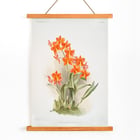 Orange Epidendrum vitellinum orchid illustration by Frederick Sander from Reichenbachia Orchids artwork. Poster of orange Epidendrum vitellinum orchids illustrated by Frederick Sander showcasing botanical artwork.
