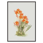 Orange Epidendrum vitellinum orchid illustration by Frederick Sander from Reichenbachia Orchids artwork. Poster of orange Epidendrum vitellinum orchids illustrated by Frederick Sander showcasing botanical artwork.