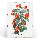 Illustration of hawthorn berries and leaves by Sydenham Edwards from Edwards Botanical Register Sweetest-scented hawthorn Poster featuring a botanical illustration of branches with red berries from Sweetest-scented hawthorn by Sydenham Edwards.