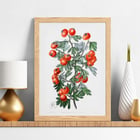 Illustration of hawthorn berries and leaves by Sydenham Edwards from Edwards Botanical Register Sweetest-scented hawthorn Poster featuring a botanical illustration of branches with red berries from Sweetest-scented hawthorn by Sydenham Edwards.