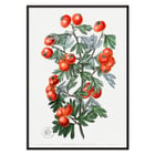 Illustration of hawthorn berries and leaves by Sydenham Edwards from Edwards Botanical Register Sweetest-scented hawthorn Poster featuring a botanical illustration of branches with red berries from Sweetest-scented hawthorn by Sydenham Edwards.