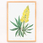 Yellow perennial lupine botanical illustration by Sydenham Edwards John Lindley and James Ridgway from Edwards Botanical Register Poster displaying Yellow Perennial Lupine from Edwards Botanical Register by Sydenham Edwards John Lindley and James Ridgway