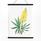 Yellow perennial lupine botanical illustration by Sydenham Edwards John Lindley and James Ridgway from Edwards Botanical Register Poster displaying Yellow Perennial Lupine from Edwards Botanical Register by Sydenham Edwards John Lindley and James Ridgway
