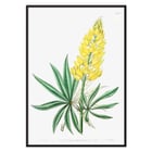 Yellow perennial lupine botanical illustration by Sydenham Edwards John Lindley and James Ridgway from Edwards Botanical Register Poster displaying Yellow Perennial Lupine from Edwards Botanical Register by Sydenham Edwards John Lindley and James Ridgway