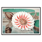 The Victoria Regia or the Great Water Lily of America by William Sharp depicting a vibrant water lily painting. Poster featuring The Victoria Regia or the Great Water Lily of America by William Sharp with a large detailed flower on water.