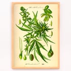 Illustration of Cannabis Sativa by Unknown Artist featuring botanical details and leaves. Poster displaying botanical illustration of Cannabis Sativa with detailed plant parts titled Cannabis Sativa by Anonymous
