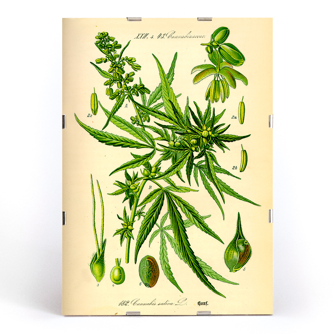 Illustration of Cannabis Sativa by Unknown Artist featuring botanical details and leaves. Poster displaying botanical illustration of Cannabis Sativa with detailed plant parts titled Cannabis Sativa by Anonymous