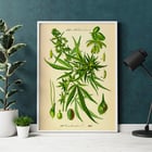 Illustration of Cannabis Sativa by Unknown Artist featuring botanical details and leaves. Poster displaying botanical illustration of Cannabis Sativa with detailed plant parts titled Cannabis Sativa by Anonymous