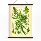 Illustration of Cannabis Sativa by Unknown Artist featuring botanical details and leaves. Poster displaying botanical illustration of Cannabis Sativa with detailed plant parts titled Cannabis Sativa by Anonymous
