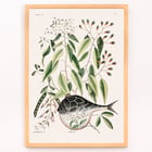 Illustration of Globe Fish by Mark Catesby from The Natural History of Carolina Florida and the Bahama Islands Poster with botanical illustration and a pufferfish by Mark Catesby from The natural history of Carolina Florida and the Bahama Islands