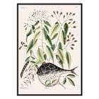 Illustration of Globe Fish by Mark Catesby from The Natural History of Carolina Florida and the Bahama Islands Poster with botanical illustration and a pufferfish by Mark Catesby from The natural history of Carolina Florida and the Bahama Islands