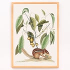 Ground Squirrel Sciurus in botanical illustration by Mark Catesby from The Natural History of Carolina Florida and the Bahama Islands Poster of Ground Squirrel Sciurus under branch with leaves and fruits from The natural history of Carolina by Mark Catesby