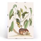 Ground Squirrel Sciurus in botanical illustration by Mark Catesby from The Natural History of Carolina Florida and the Bahama Islands Poster of Ground Squirrel Sciurus under branch with leaves and fruits from The natural history of Carolina by Mark Catesby