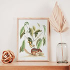 Ground Squirrel Sciurus in botanical illustration by Mark Catesby from The Natural History of Carolina Florida and the Bahama Islands Poster of Ground Squirrel Sciurus under branch with leaves and fruits from The natural history of Carolina by Mark Catesby