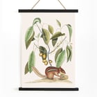 Ground Squirrel Sciurus in botanical illustration by Mark Catesby from The Natural History of Carolina Florida and the Bahama Islands Poster of Ground Squirrel Sciurus under branch with leaves and fruits from The natural history of Carolina by Mark Catesby
