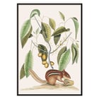 Ground Squirrel Sciurus in botanical illustration by Mark Catesby from The Natural History of Carolina Florida and the Bahama Islands Poster of Ground Squirrel Sciurus under branch with leaves and fruits from The natural history of Carolina by Mark Catesby