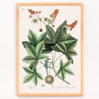 Green Lizard by Mark Catesby from The natural history of Carolina Florida and the Bahama Islands artwork botanical illustration Poster illustrating a green lizard among leaves from The natural history of Carolina Florida and the Bahama Islands by Mark Catesby