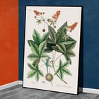 Green Lizard by Mark Catesby from The natural history of Carolina Florida and the Bahama Islands artwork botanical illustration Poster illustrating a green lizard among leaves from The natural history of Carolina Florida and the Bahama Islands by Mark Catesby