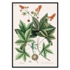 Green Lizard by Mark Catesby from The natural history of Carolina Florida and the Bahama Islands artwork botanical illustration Poster illustrating a green lizard among leaves from The natural history of Carolina Florida and the Bahama Islands by Mark Catesby