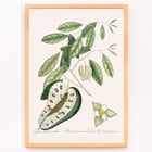 Illustration of Blue Tail Lizard by Mark Catesby from The Natural History of Carolina Florida and the Bahama Islands Poster of a Blue Tail Lizard on foliage from The Natural History of Carolina Florida and the Bahama Islands by Mark Catesby.