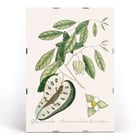 Illustration of Blue Tail Lizard by Mark Catesby from The Natural History of Carolina Florida and the Bahama Islands Poster of a Blue Tail Lizard on foliage from The Natural History of Carolina Florida and the Bahama Islands by Mark Catesby.