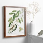 Illustration of Blue Tail Lizard by Mark Catesby from The Natural History of Carolina Florida and the Bahama Islands Poster of a Blue Tail Lizard on foliage from The Natural History of Carolina Florida and the Bahama Islands by Mark Catesby.
