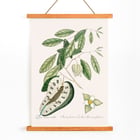 Illustration of Blue Tail Lizard by Mark Catesby from The Natural History of Carolina Florida and the Bahama Islands Poster of a Blue Tail Lizard on foliage from The Natural History of Carolina Florida and the Bahama Islands by Mark Catesby.