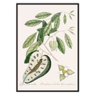 Illustration of Blue Tail Lizard by Mark Catesby from The Natural History of Carolina Florida and the Bahama Islands Poster of a Blue Tail Lizard on foliage from The Natural History of Carolina Florida and the Bahama Islands by Mark Catesby.