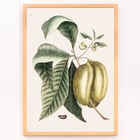 Botanical illustration of pawpaw by Mark Catesby from The Natural History of Carolina Florida and the Bahama Islands Botanical illustration poster of Pawpaw Annona Triloba from The natural history of Carolina Florida and the Bahama Islands by Mark Catesby