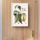 Botanical illustration of pawpaw by Mark Catesby from The Natural History of Carolina Florida and the Bahama Islands Botanical illustration poster of Pawpaw Annona Triloba from The natural history of Carolina Florida and the Bahama Islands by Mark Catesby