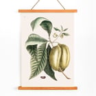 Botanical illustration of pawpaw by Mark Catesby from The Natural History of Carolina Florida and the Bahama Islands Botanical illustration poster of Pawpaw Annona Triloba from The natural history of Carolina Florida and the Bahama Islands by Mark Catesby