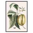 Botanical illustration of pawpaw by Mark Catesby from The Natural History of Carolina Florida and the Bahama Islands Botanical illustration poster of Pawpaw Annona Triloba from The natural history of Carolina Florida and the Bahama Islands by Mark Catesby