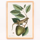 Illustration of Guana Lacertus Indicus by Mark Catesby from The Natural History of Carolina Florida and the Bahama Islands. Poster of a lizard on a branch from The natural history of Carolina Florida and the Bahama Islands by Mark Catesby.