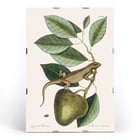 Illustration of Guana Lacertus Indicus by Mark Catesby from The Natural History of Carolina Florida and the Bahama Islands. Poster of a lizard on a branch from The natural history of Carolina Florida and the Bahama Islands by Mark Catesby.