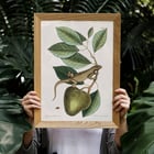 Illustration of Guana Lacertus Indicus by Mark Catesby from The Natural History of Carolina Florida and the Bahama Islands. Poster of a lizard on a branch from The natural history of Carolina Florida and the Bahama Islands by Mark Catesby.