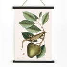 Illustration of Guana Lacertus Indicus by Mark Catesby from The Natural History of Carolina Florida and the Bahama Islands. Poster of a lizard on a branch from The natural history of Carolina Florida and the Bahama Islands by Mark Catesby.