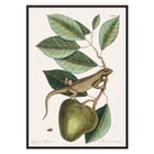 Illustration of Guana Lacertus Indicus by Mark Catesby from The Natural History of Carolina Florida and the Bahama Islands. Poster of a lizard on a branch from The natural history of Carolina Florida and the Bahama Islands by Mark Catesby.