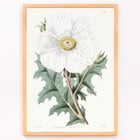 Large-flowered Mexican Poppy by Sydenham Edwards botanical illustration framed art print Poster of the artwork Large-flowered Mexican Poppy by Sydenham Edwards featuring a detailed botanical illustration of a white flower