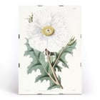 Large-flowered Mexican Poppy by Sydenham Edwards botanical illustration framed art print Poster of the artwork Large-flowered Mexican Poppy by Sydenham Edwards featuring a detailed botanical illustration of a white flower
