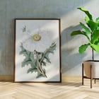 Large-flowered Mexican Poppy by Sydenham Edwards botanical illustration framed art print Poster of the artwork Large-flowered Mexican Poppy by Sydenham Edwards featuring a detailed botanical illustration of a white flower