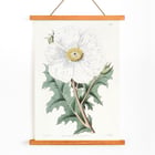 Large-flowered Mexican Poppy by Sydenham Edwards botanical illustration framed art print Poster of the artwork Large-flowered Mexican Poppy by Sydenham Edwards featuring a detailed botanical illustration of a white flower