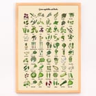 Illustrated poster of green vegetables and herbs by artist Green Vegetables and herbs poster A poster displaying various illustrated green vegetables and herbs titled Green Vegetables and Herbs.