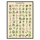 Illustrated poster of green vegetables and herbs by artist Green Vegetables and herbs poster A poster displaying various illustrated green vegetables and herbs titled Green Vegetables and Herbs.
